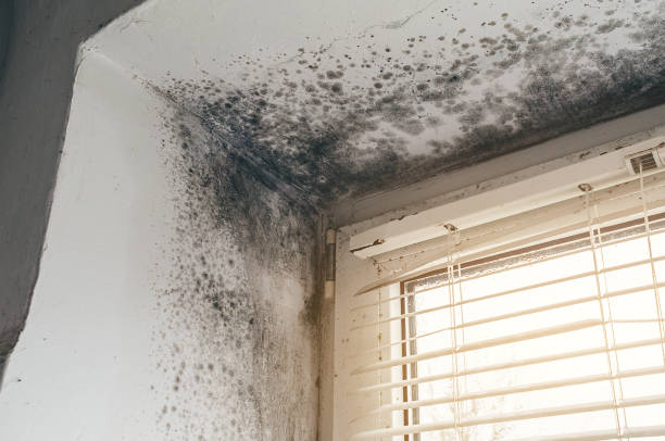 Affordable Mold Remediation solutions in Lyndhurst, NJ